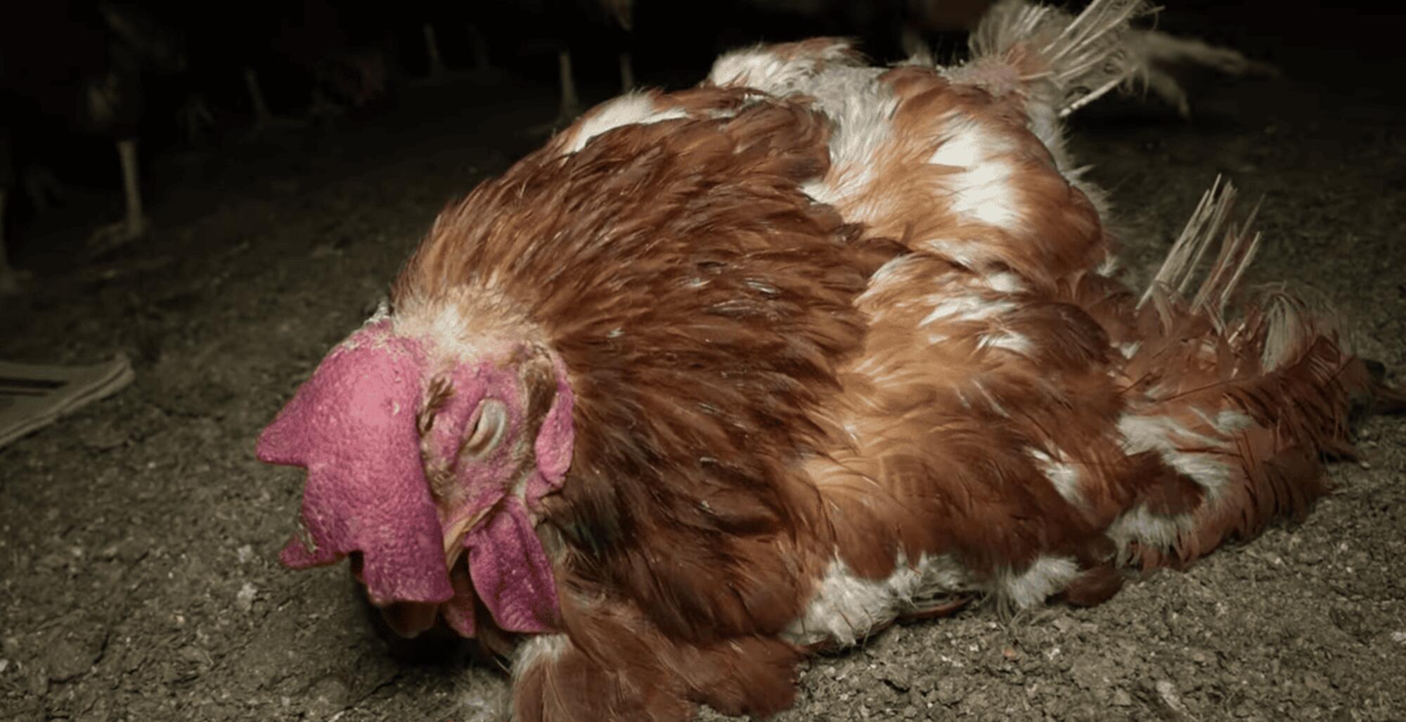 Gallina enferma en granja Llucmajor, Mallorca.